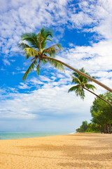 Coconut Trees with Blue Sky Background, Khao Lak Beach, Phang-gna, Thailand