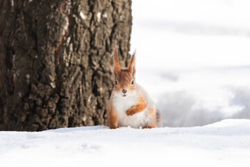 Naklejka na ściany i meble Squirrel in winter sits on a tree