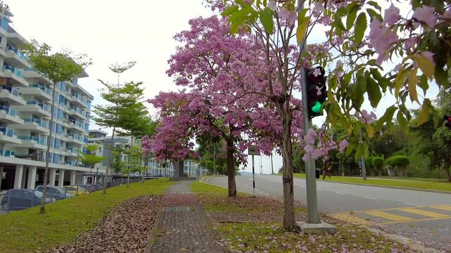 Walking under the Pink Flower tree on the street. Photo may contain noise due to low light.