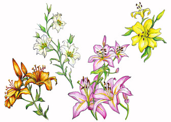 Watercolor illustration of a set of flowers lilies of white, pink, yellow, orange colors isolated on a white background