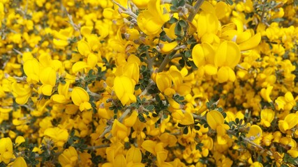 Calicotome villosa plant beautifoul yellow flowers