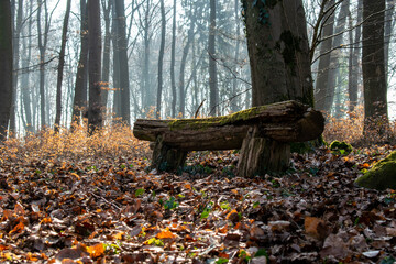 bench in the forest, bench in autumn forest, bench in the woods