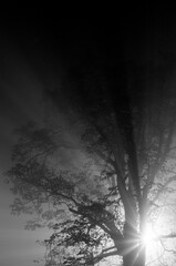 Promienie światła przechodzące przez drzewo © LukaszB