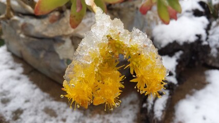 Sedum palmeri yellow flowers with snow on them