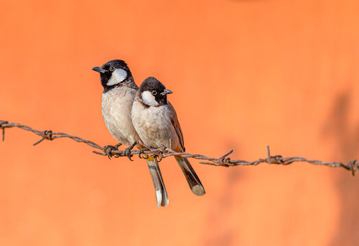 pair of birds, The white-eared bulbul, or white-cheeked bulbul, is a member of the bulbul family 