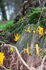 Pilze im Wald
