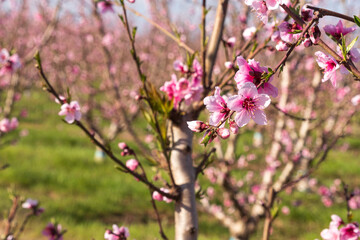Pink flowers of nectarine tree close-up on blurred background of orchard