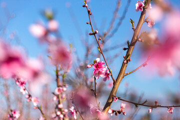 Pink flowers of nectarine tree close-up on blurred background of orchard