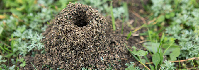 Anthill on a background of fresh greenery. Details of the wild life of ants.
