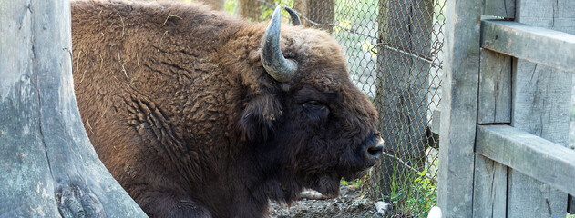 European bison - Bison bonasus .in the Moldavian reserve.