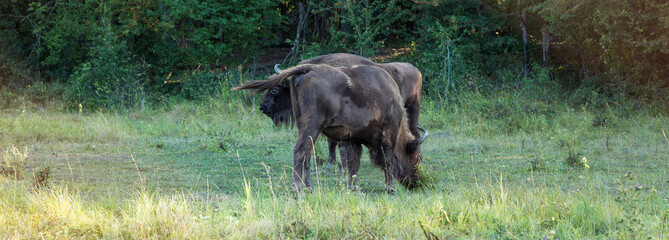 European bison - Bison bonasus .in the Moldavian reserve. © Mountains Hunter