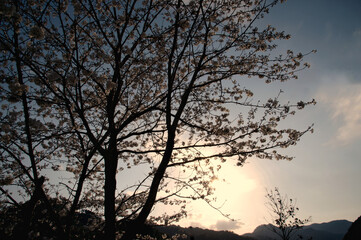 Cherry blossoms in full bloom before sunset.