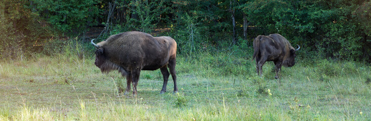European bison - Bison bonasus .in the Moldavian reserve. © Mountains Hunter