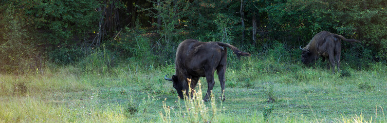 European bison - Bison bonasus .in the Moldavian reserve. © Mountains Hunter