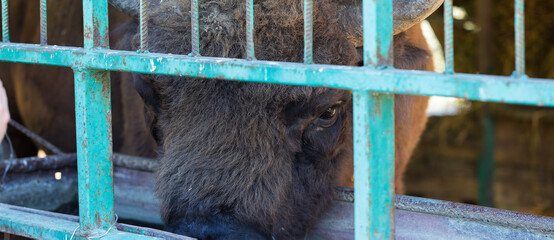 European bison - Bison bonasus .in the Moldavian reserve. © Mountains Hunter