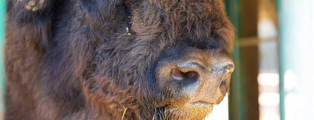 European bison - Bison bonasus .in the Moldavian reserve. © Mountains Hunter