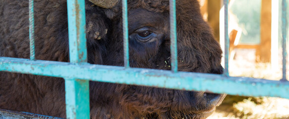 European bison - Bison bonasus .in the Moldavian reserve. © Mountains Hunter