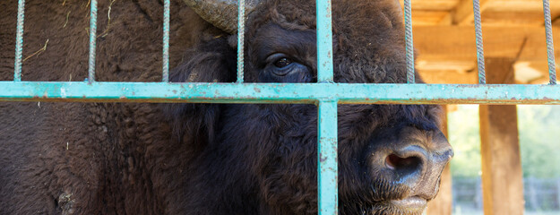European bison - Bison bonasus .in the Moldavian reserve. © Mountains Hunter