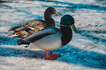 Ducks and drakes in the city in winter. Urban birds on the ice. Wintering of hungry ducks. Pigeons.