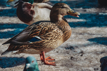 Ducks and drakes in the city in winter. Urban birds on the ice. Wintering of hungry ducks. Pigeons.