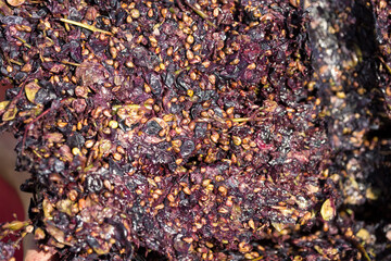 Winepress with red must and helical screw. Production of traditional Italian wines, crushing of grapes.