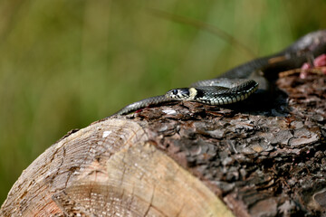 a grass snake basking in the sun lying on a pine tree trunk