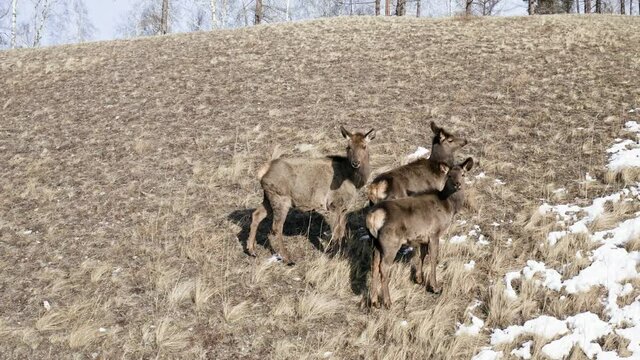 Aerial view of three wild marals standing on a mountainside.