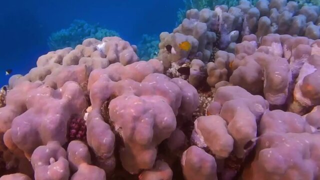 diving over colorful corals into the blue depths with huge corals