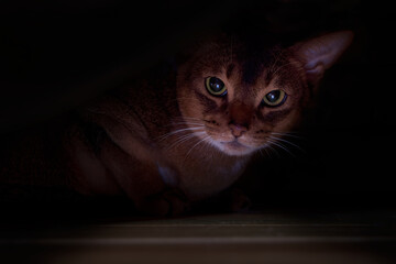 Cat hid under the bed. Portrait angry cat, dark background.