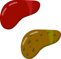 Drawing about a healthy human liver. Drawing in flat design.