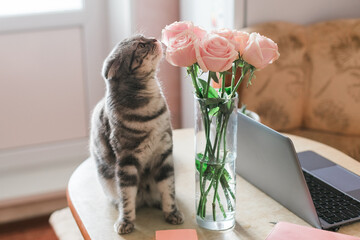 Gray cat sniffing pink roses in glass vase at home © Anntuan