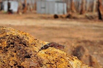 
Looking from behind at a thick-tailed or barking gecko.  
Outback Australia.