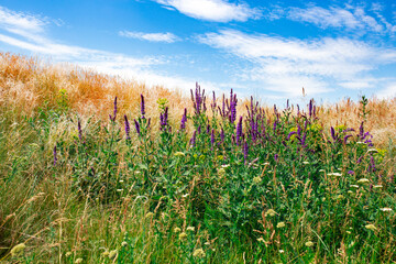 Obraz premium field of corn