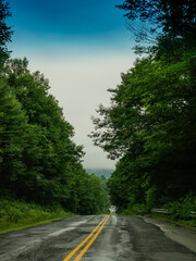 Obraz premium wet road with yellow marking in the woods