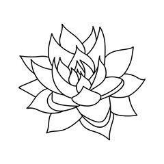 Hand drawn cute succulent in style doodle. graphic sketch home flower echeveria agavoides. Vector illustration, isolated elements on a white background.