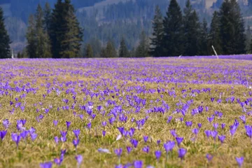 Fotobehang Krokus Krokusy w Tatrach, szafran spiski, łany kwiatów wgórach w Polsce,  TPN  © Albin Marciniak