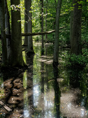 Obraz premium stream in the forest