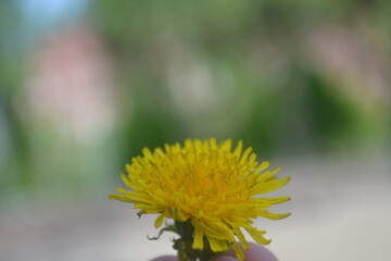 yellow flower