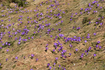 Krokusy w Tatrach, szafran spiski, łany kwiatów wgórach w Polsce,  TPN