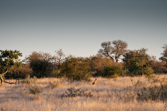 Impala buck (Aepyceros melampus) in the Timbavati Reserve, South Africa