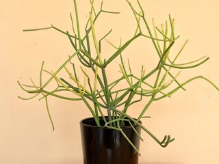 Euphorbia Tirucalli Pencil cactus plant in a black glass vase. succulent in a pot