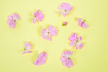 Fototapeta na wymiar light pink flowers on a light pink background close up