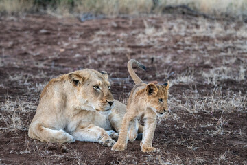Lioness and cub interacting in the Timbavati Reserve, South Africa