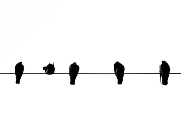 Row of Birds on power line