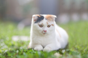 scottish fold cat sitting in the garden with green grass. Calico cat looking at something. Cute white kittens sitting on grass.