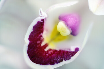 Orchid bloom. Orchid flower close up.