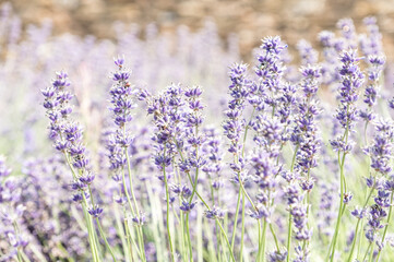Somerset Lavender In Full Bloom