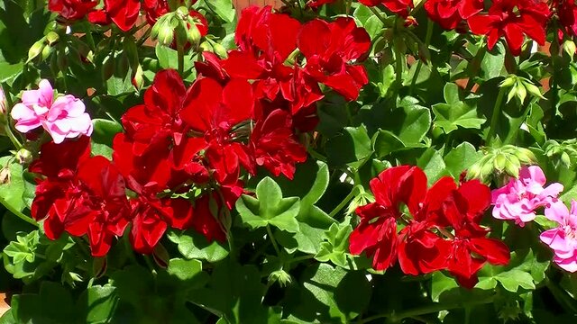 Rosa und rote Pelargonien bewegen sich im Wind (horizontalter Kameraschenk)