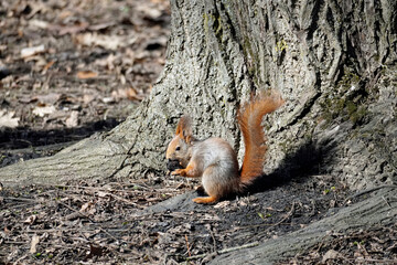 The little squirrel found a nut, which it hid in the fall. March in the city park. Spring. Sunny day.