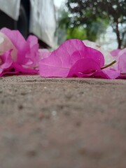 Deep pink petal in front of a garden
